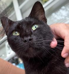 Lost Male Cat last seen Cresthaven Neighborhood, Pompano Beach, FL 33064