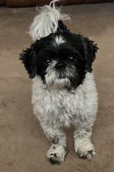 Lost Male Dog last seen San Bernardino Ave., Fontana, CA 92335