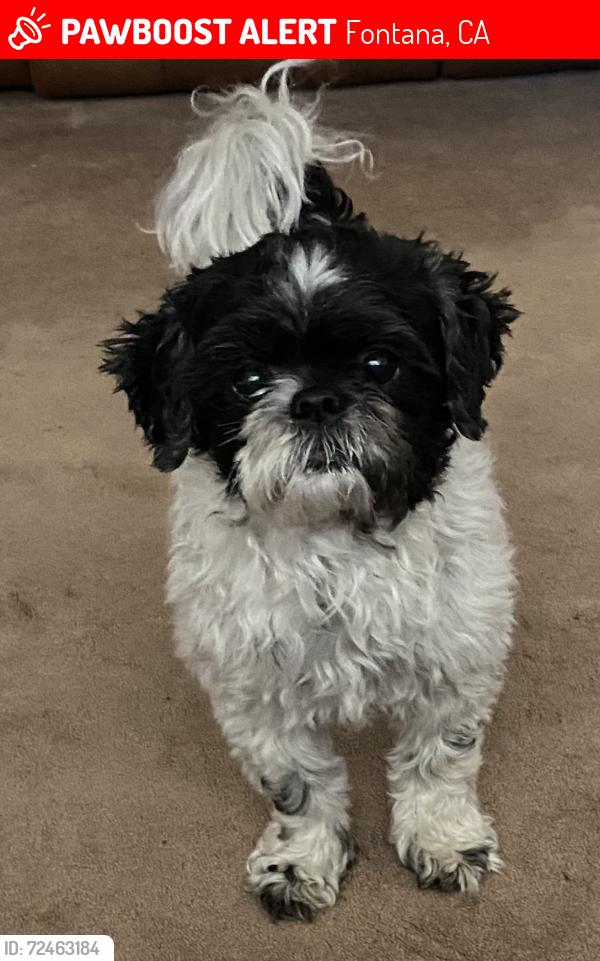 Lost Male Dog last seen San Bernardino Ave., Fontana, CA 92335