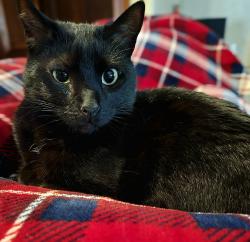 Lost Female Cat last seen E covell rd, Edmond , Edmond, OK 73034