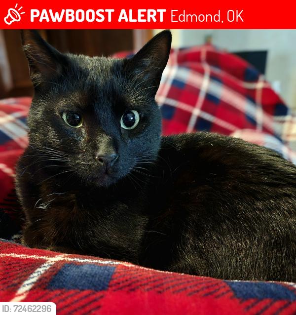 Lost Female Cat last seen E covell rd, Edmond , Edmond, OK 73034
