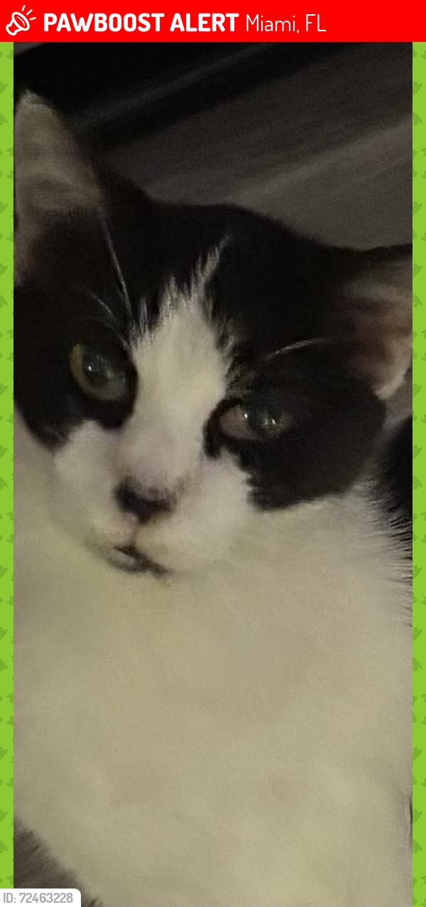 Lost Female Cat last seen Near NW 9th Street, Miami,West Little Havana, Miami, FL 33125