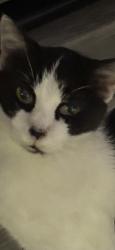 Lost Female Cat last seen Near NW 9th Street, Miami,West Little Havana, Miami, FL 33125