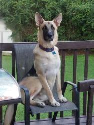 Lost Male Dog last seen Hudgins Mill Rd , Madisonville, TN 37354