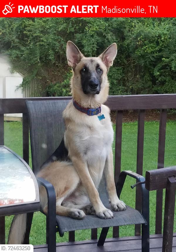 Lost Male Dog last seen Hudgins Mill Rd , Madisonville, TN 37354