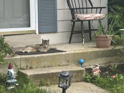 Lost Male Cat last seen Near tabiona cir, Silver Spring, MD 20906