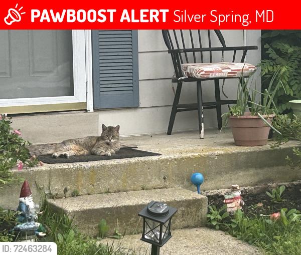 Lost Male Cat last seen Near tabiona cir, Silver Spring, MD 20906