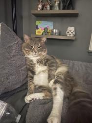 Lost Male Cat last seen Trawood and Vista Del Sol, El Paso, TX 79935