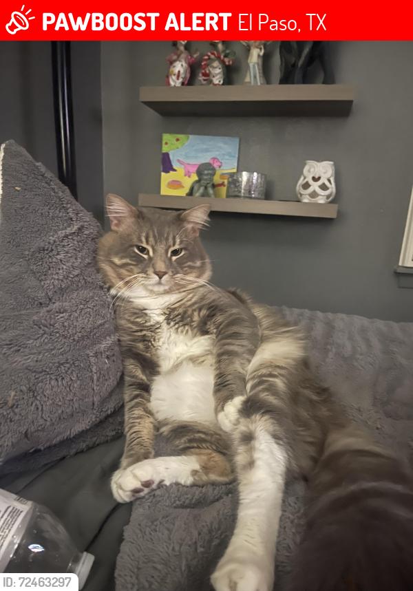 Lost Male Cat last seen Trawood and Vista Del Sol, El Paso, TX 79935