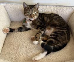 Lost Female Cat last seen Bruce Dr and Pemmican Run, Gainesville, GA 30504