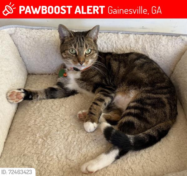 Lost Female Cat last seen Bruce Dr and Pemmican Run, Gainesville, GA 30504