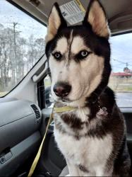 Lost Male Dog last seen Richey Road, Fair Play, SC 29643