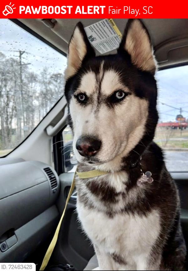 Lost Male Dog last seen Richey Road, Fair Play, SC 29643