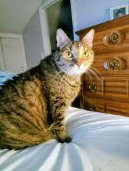 Lost Female Cat last seen Riverwood drive , Hendersonville, TN 37075