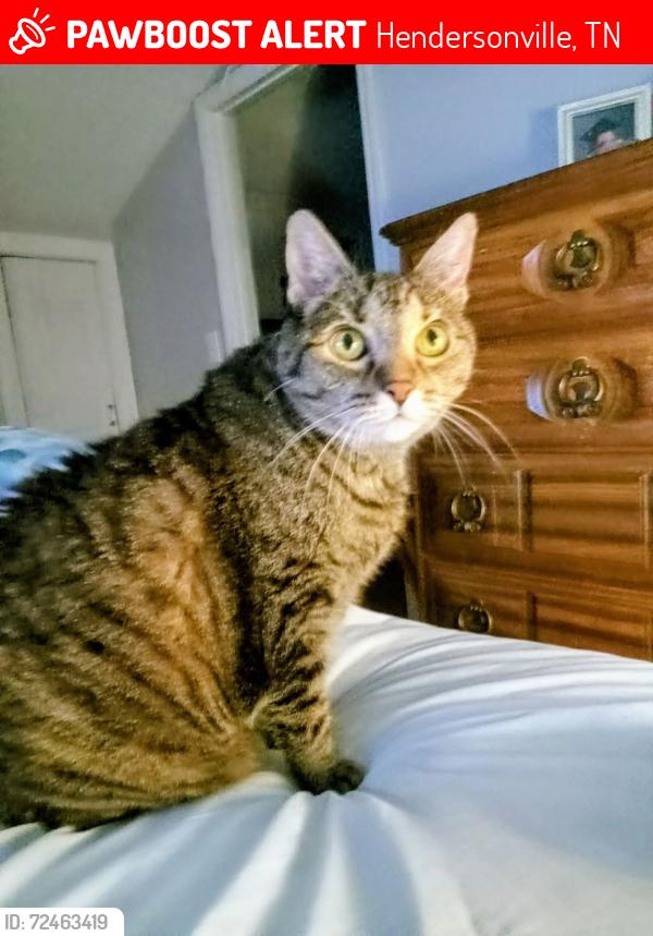 Lost Female Cat last seen Riverwood drive , Hendersonville, TN 37075