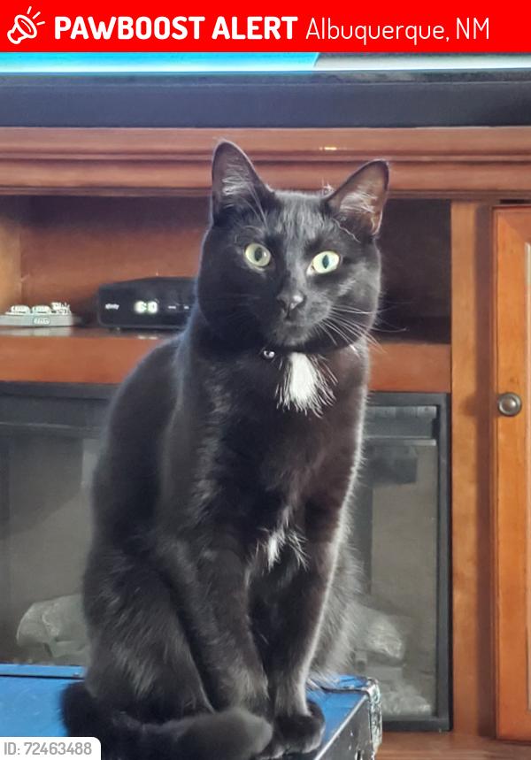 Lost Female Cat last seen Kirtland AFB, Albuquerque, NM 87116