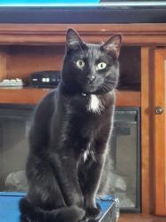 Lost Female Cat last seen Kirtland AFB, Albuquerque, NM 87116