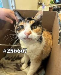 Reunited Female Cat last seen Apple Valley; Vicinity of Hausana Rd x Tenaja Rd, Apple Valley, CA 92395