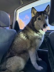 Reunited Female Dog last seen In between baseline and miller, Fontana, CA 92376
