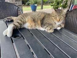 Lost Male Cat last seen Cross Creek Bend & Golden Manor, Fulshear, TX 77441