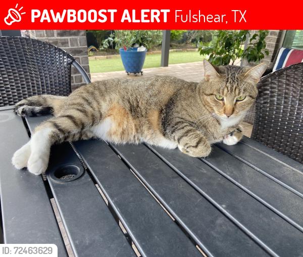 Lost Male Cat last seen Cross Creek Bend & Golden Manor, Fulshear, TX 77441