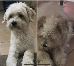 Lost Female Dog last seen Burke and Southmore, Pasadena, TX 77502