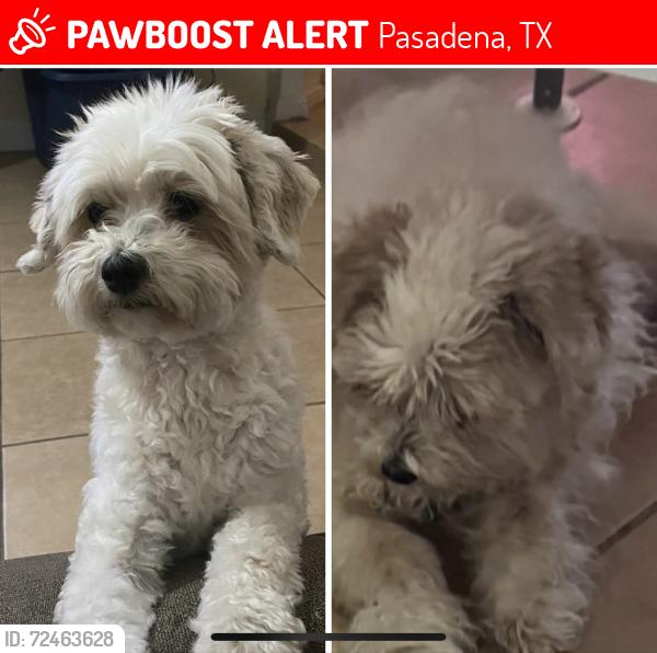 Lost Female Dog last seen Burke and Southmore, Pasadena, TX 77502