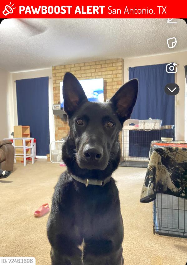 Lost Male Dog last seen E bitters rd , San Antonio, TX 78216