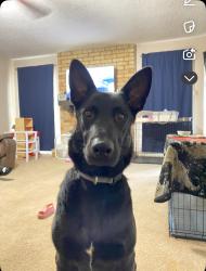 Lost Male Dog last seen E bitters rd , San Antonio, TX 78216