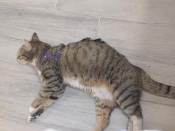 Lost Female Cat last seen Indian school rd a d 59th ave, Phoenix, AZ 85019