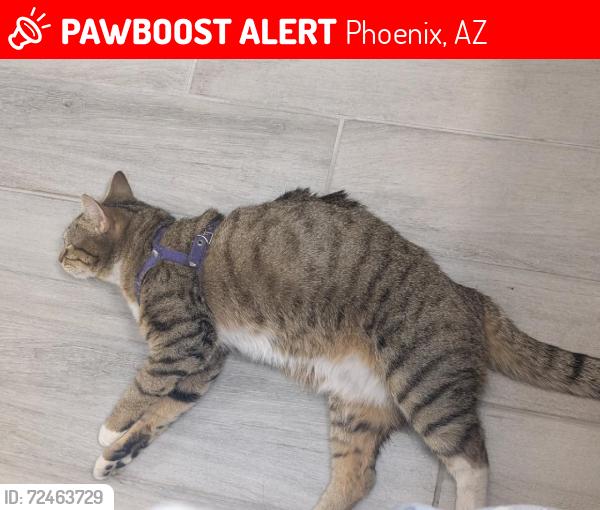 Lost Female Cat last seen Indian school rd a d 59th ave, Phoenix, AZ 85019