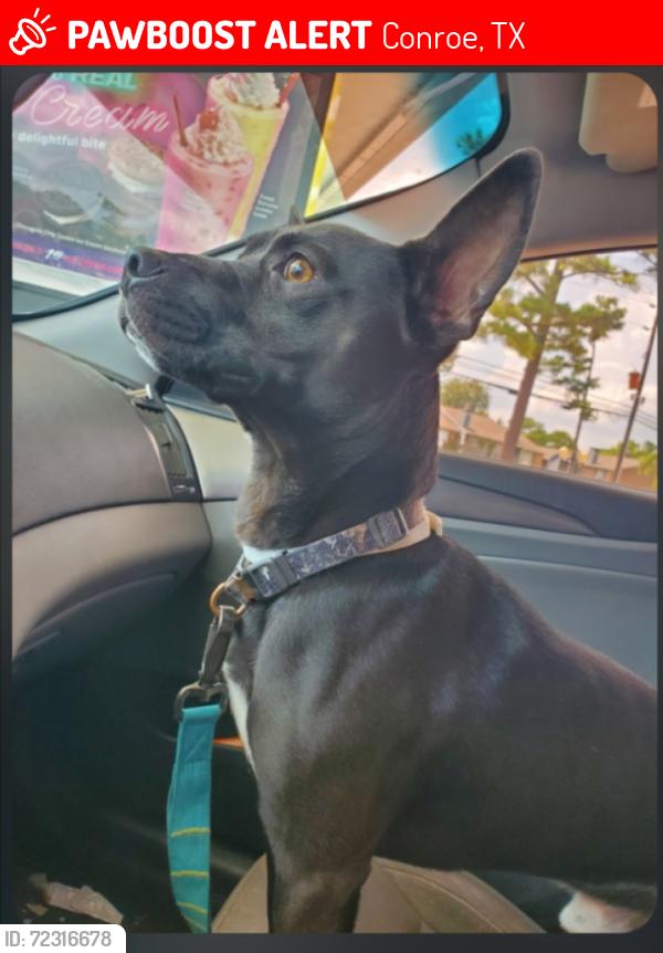 Lost Male Dog last seen Loop 336 Conroe, Texas, Conroe, TX 77303