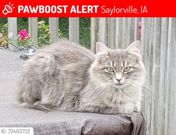 Lost Female Cat last seen 57th and Madison, Des Moines, IA 50310