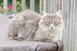 Lost Female Cat last seen 57th and Madison, Des Moines, IA 50310