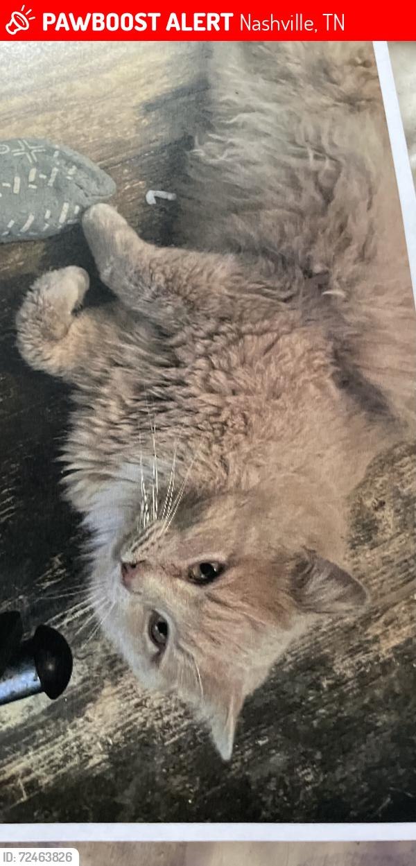 Lost Male Cat last seen Wanda Dr., Jade Dr., Elm Hill Pike, Nashville, TN 37210