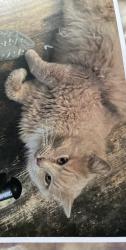 Lost Male Cat last seen Wanda Dr., Jade Dr., Elm Hill Pike, Nashville, TN 37210