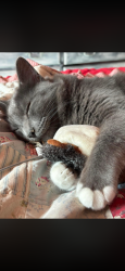 Lost Male Cat last seen McCann rd Judson rd , Longview, TX 75601