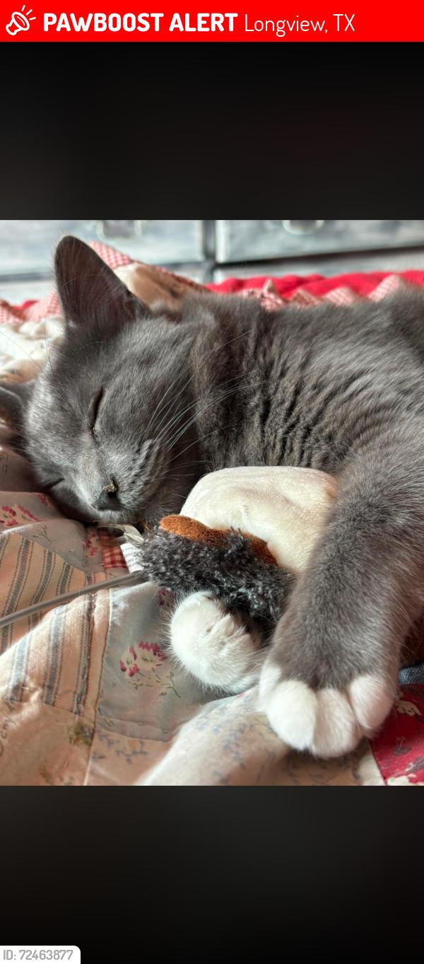 Lost Male Cat last seen McCann rd Judson rd , Longview, TX 75601