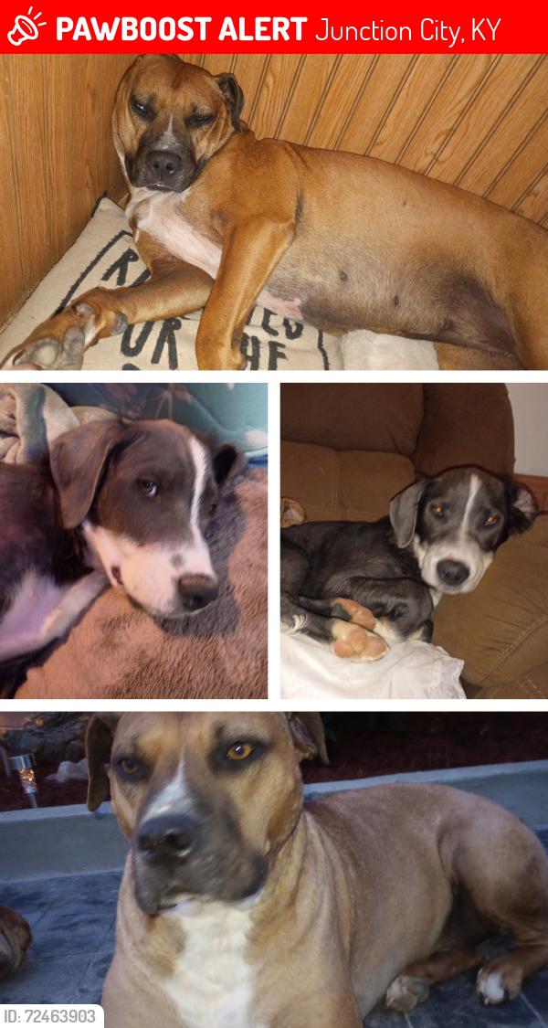 Lost Unknown Dog last seen Game club and ponderosa race track , Junction City, KY 40440