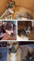 Lost Unknown Dog last seen Game club and ponderosa race track , Junction City, KY 40440