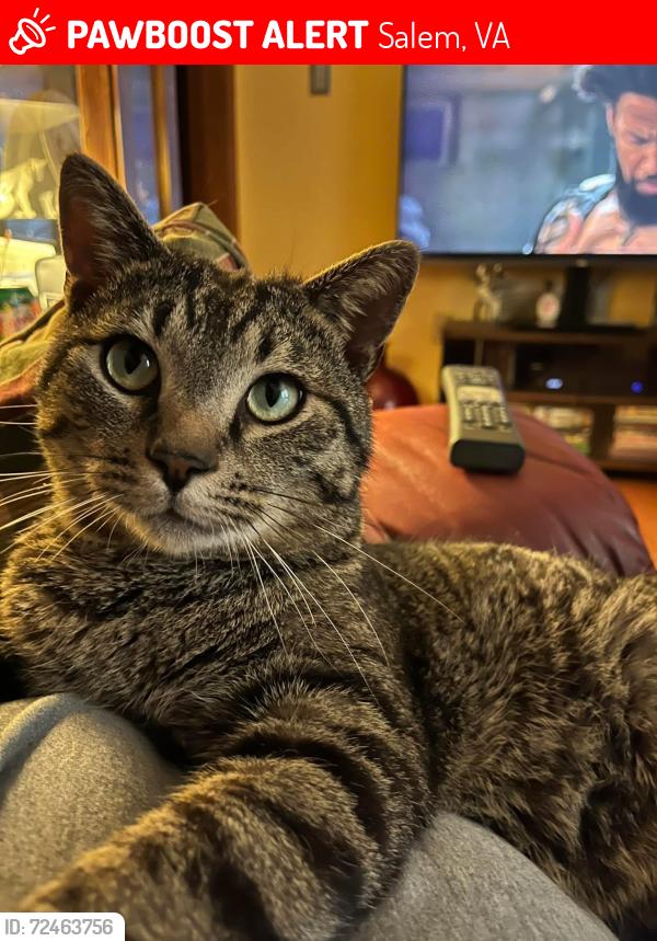 Lost Male Cat last seen Bowman Ave, Salem, VA 24153