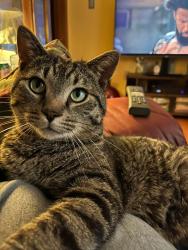 Lost Male Cat last seen Bowman Ave, Salem, VA 24153