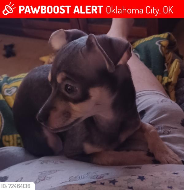 Lost Male Dog last seen SW 42nd and Pennsylvania , Oklahoma City, OK 73119
