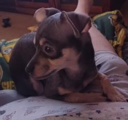 Lost Male Dog last seen SW 42nd and Pennsylvania , Oklahoma City, OK 73119