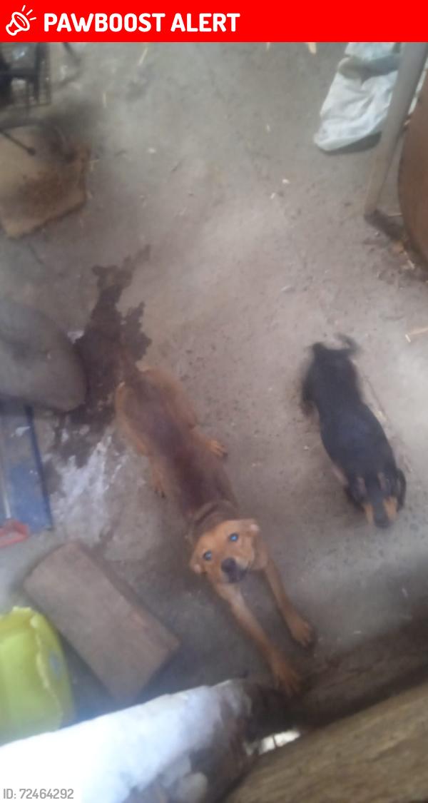 Lost Unknown Dog last seen Rua Cacilda Becker, Dic VI (Conjunto Habitacional Santo Dias Silva), SP 13056-340