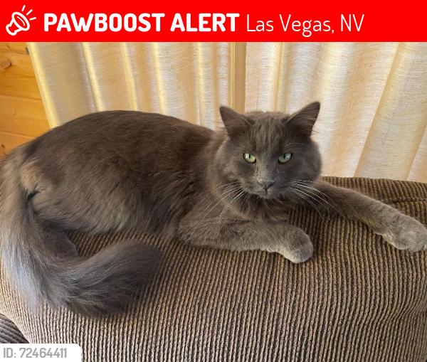 Lost Male Cat last seen Chieftain and Washburn, Las Vegas, NV 89149