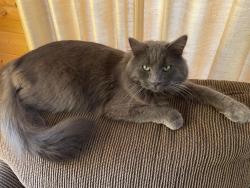 Lost Male Cat last seen Chieftain and Washburn, Las Vegas, NV 89149