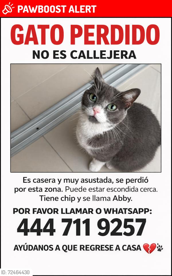 Lost Female Cat last seen Plaza La Loma, San Luis Potosí, S.L.P. 78218