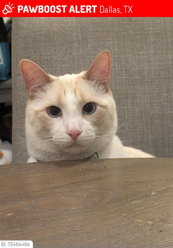 Lost Male Cat last seen Illinois Ave and Knoxville St, Dallas, TX 75211