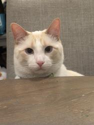 Lost Male Cat last seen Illinois Ave and Knoxville St, Dallas, TX 75211